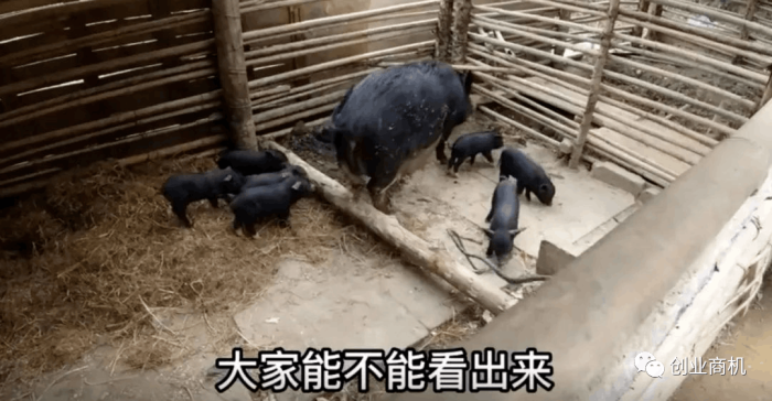 农村暴利养殖项目,才养三只黑猪,年收益60000-大牛创业笔记